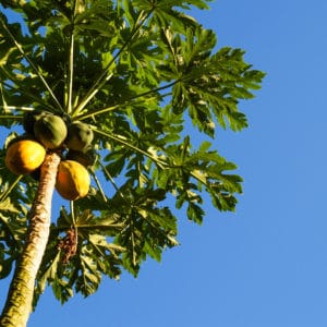 Papaya