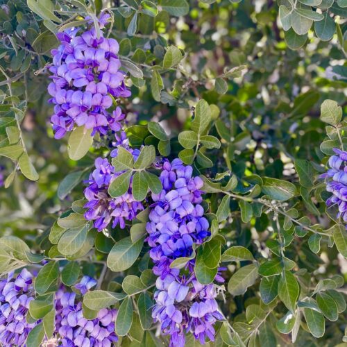 Texas Mountain Laurel