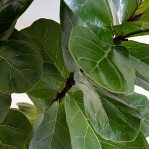 Fiddle Leaf Fig