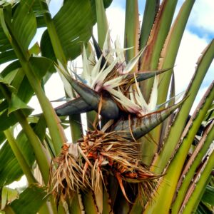 White Bird of Paradise