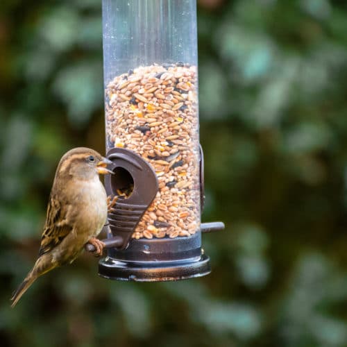 bird feeder