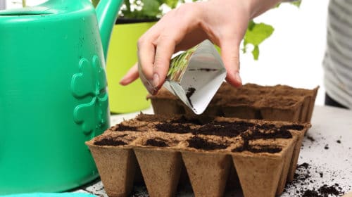 Gardener sows seeds and cares sown into pots of peat