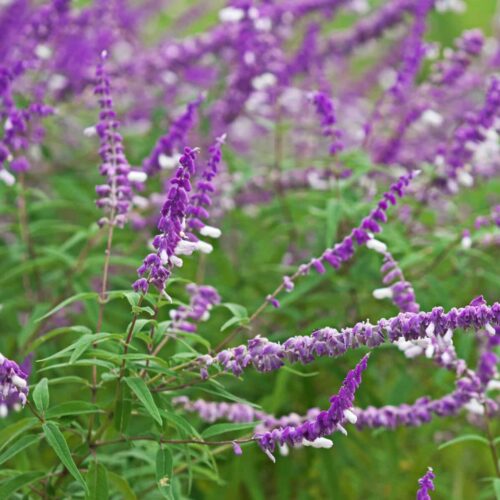 Mexican Bush Sage