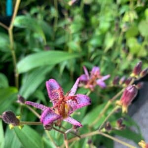 Toad Lily
