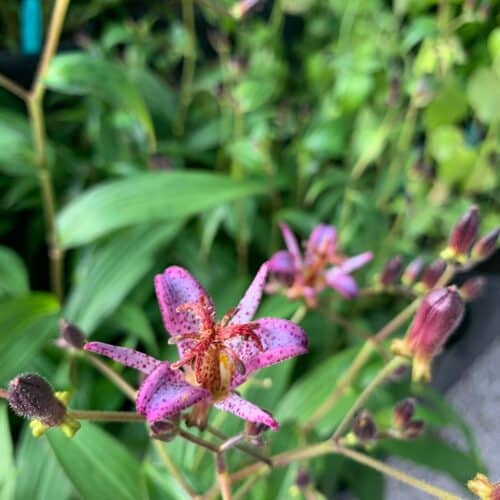 Toad Lily