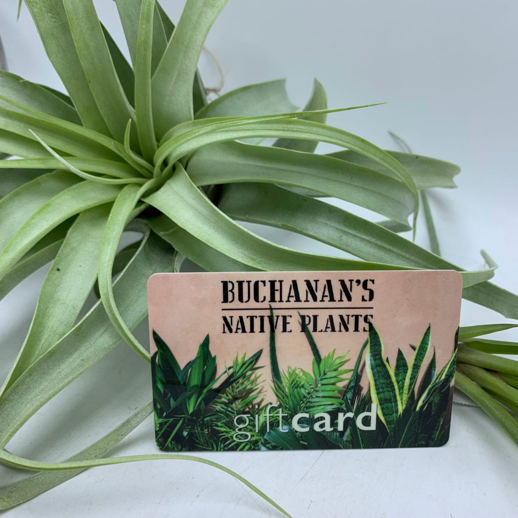 This Week at Buchanan's Native Plants Houston Texas