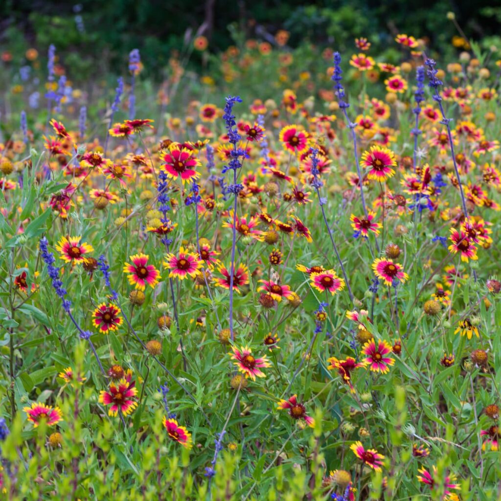 This Week at Buchanan's Native Plants | Houston Texas