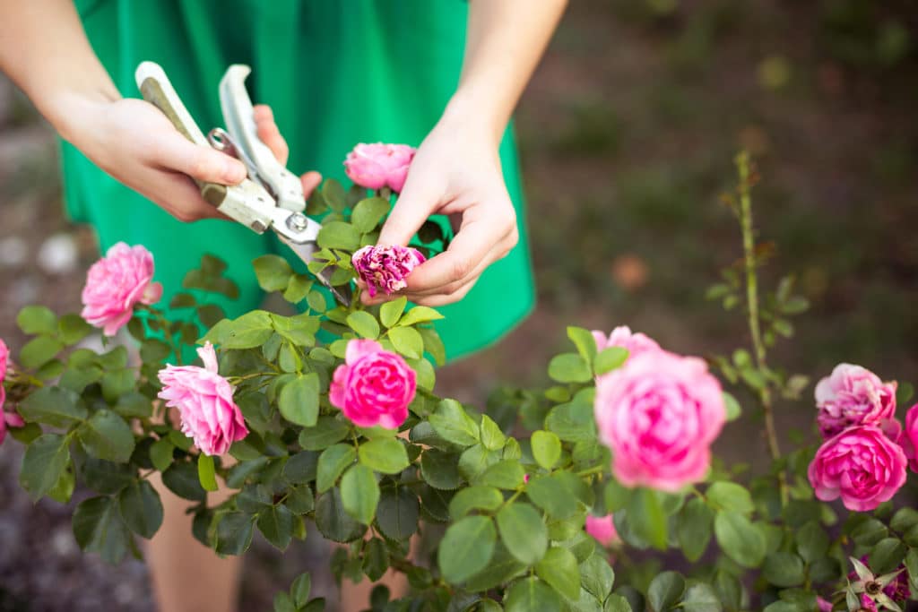 woman pruning roses