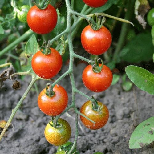 Sweet 100 tomatoes