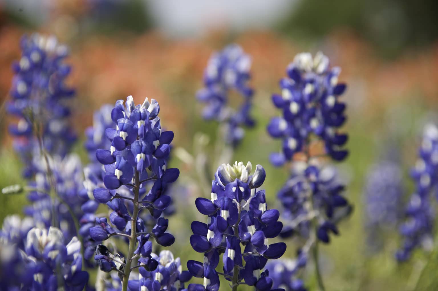 Texas Natives - Buchanan's Native Plants