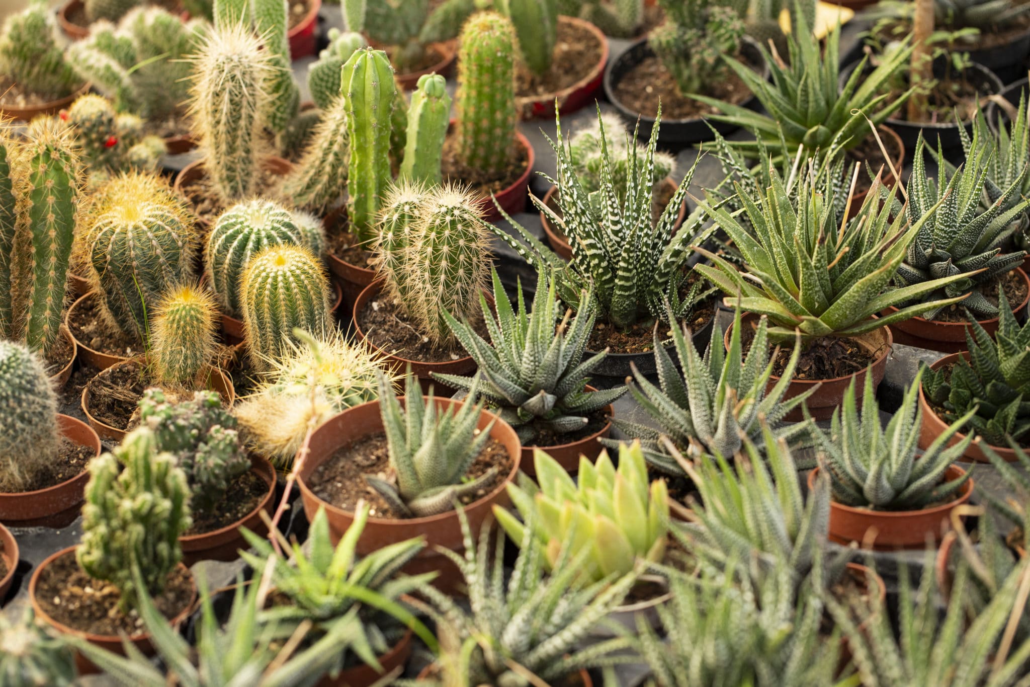 Cacti and Succulents - Buchanan's Native Plants