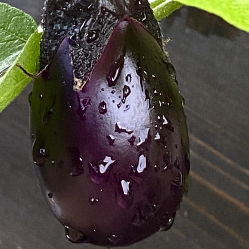 Our 5 Favorite Spring Veggies to Grow in Houston - Buchanan's Native Plants