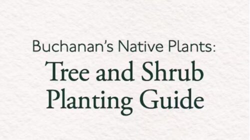 Upright Rosemary - Buchanan's Native Plants
