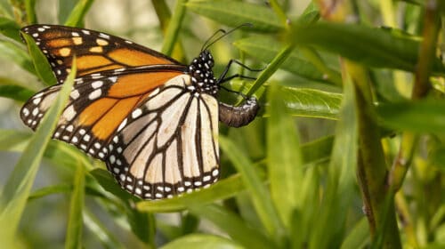 Monarch butterfly laying egg on milkweed