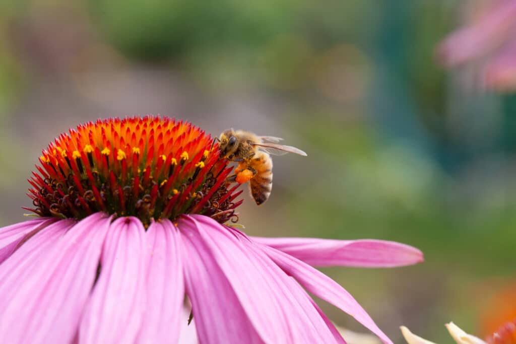 This Week at Buchanan's Native Plants | Houston Texas