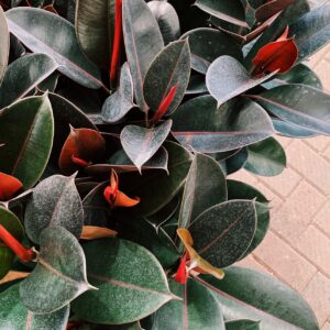 Rubber Tree