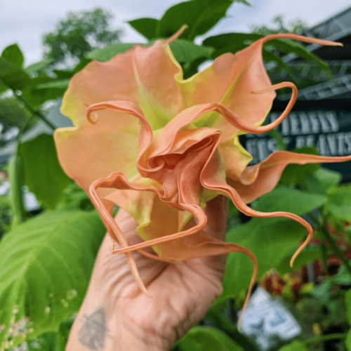 Brugmansia