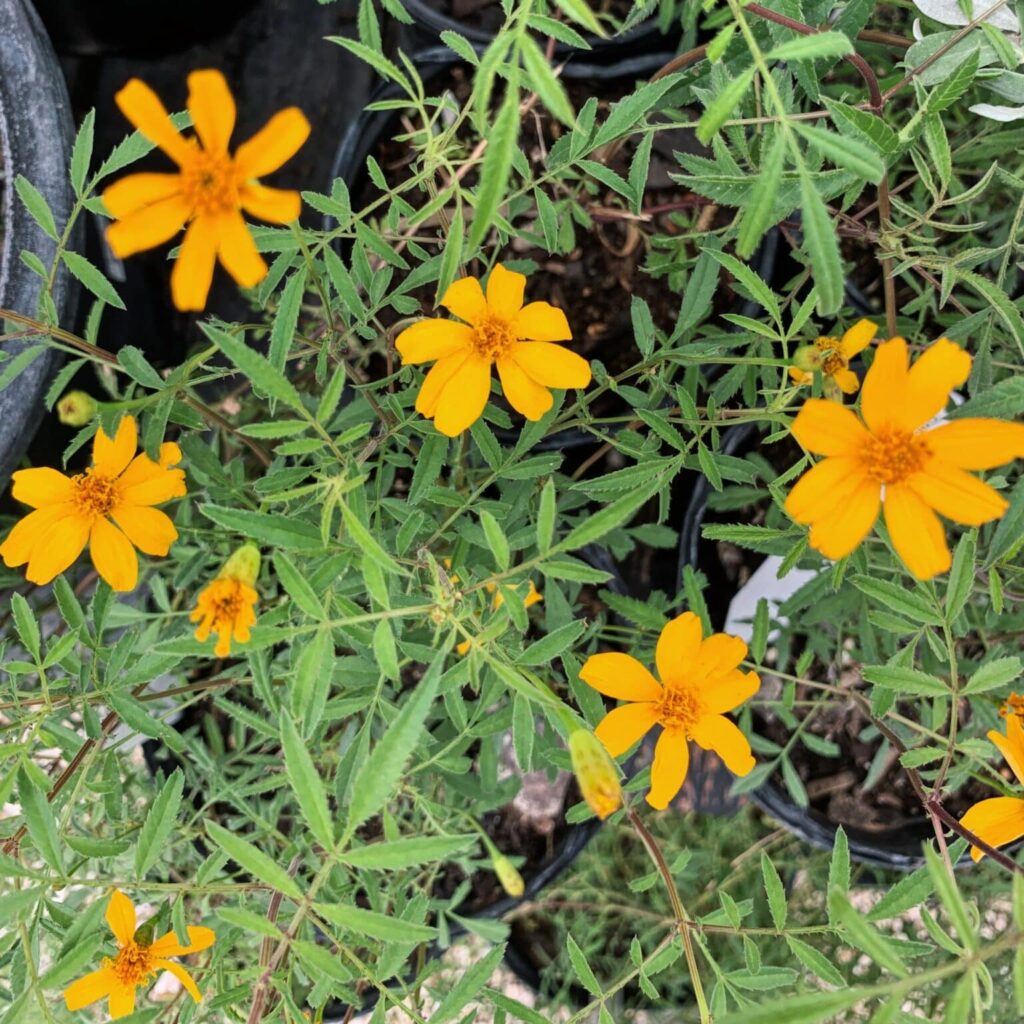 copper canyon daisy