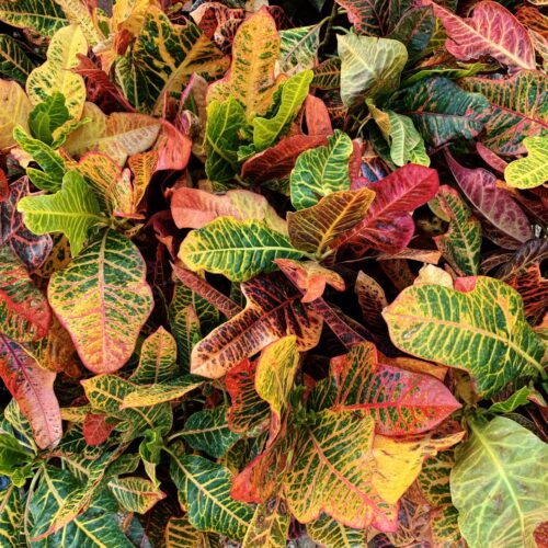 Croton