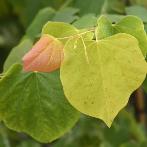 Rising Sun Redbud