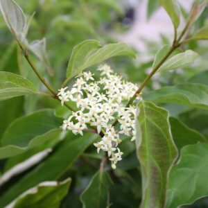 Flowering trees