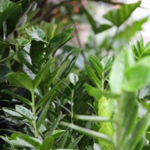 ZZ Plant