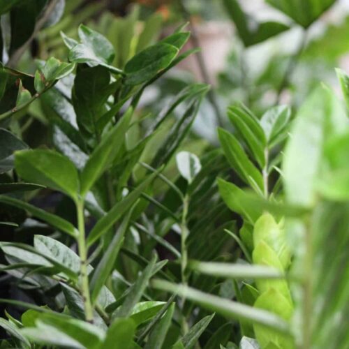 ZZ Plant