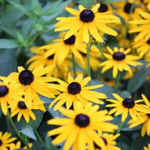 Black-Eyed Susan 'Goldstrum'