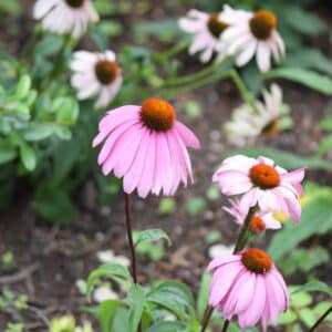 Purple Coneflower