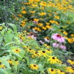 Black-Eyed Susan 'Goldstrum' - Image 2