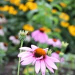Purple Coneflower - Image 2