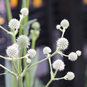 Rattlesnake Master