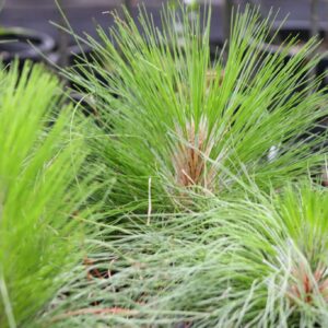 Longleaf Pine