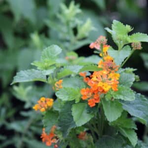 Texas Lantana