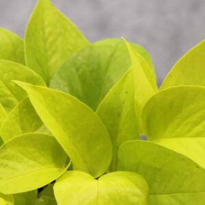 Neon Pothos