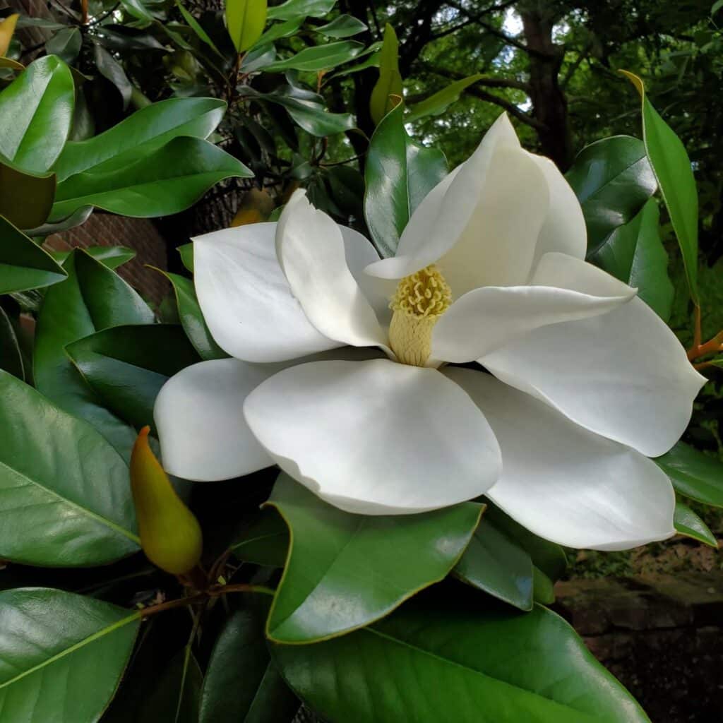 Texas Natives - Buchanan's Native Plants