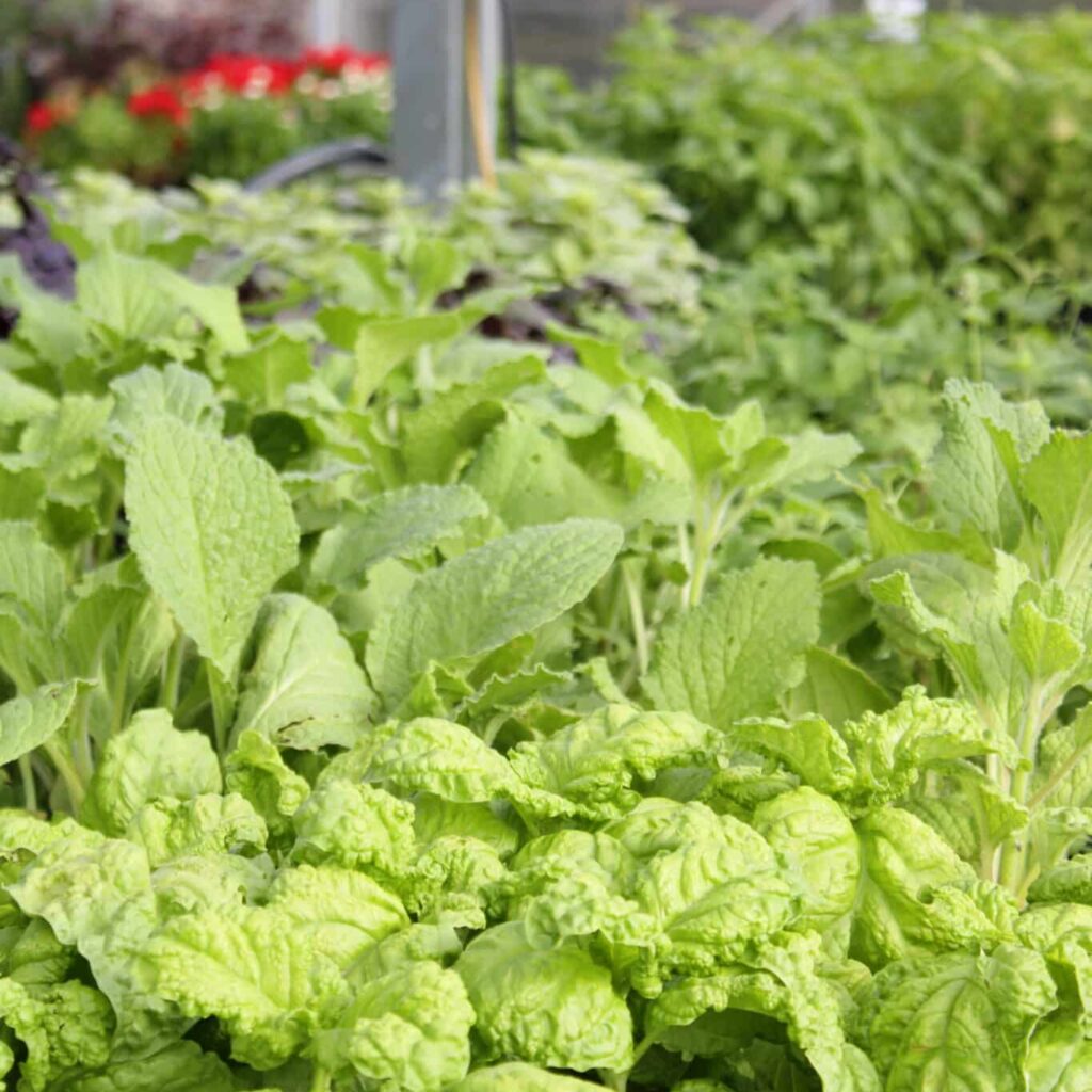 Photograph of basil and borage.