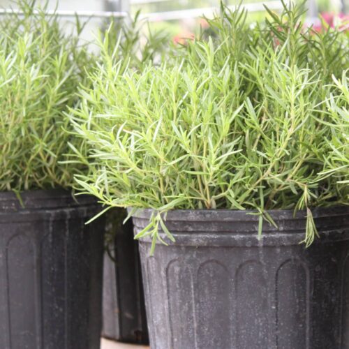 Large Rosemary plant.