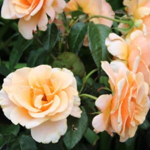 Roses