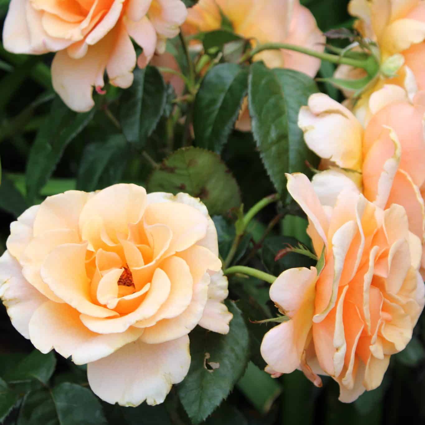 B.A.P Rose Aバージョン devotion-rose-bare-root-