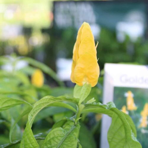 Golden Shrimp Plant