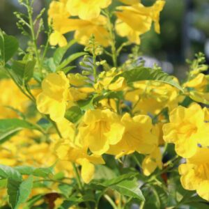 Yellow Bells Esperanza