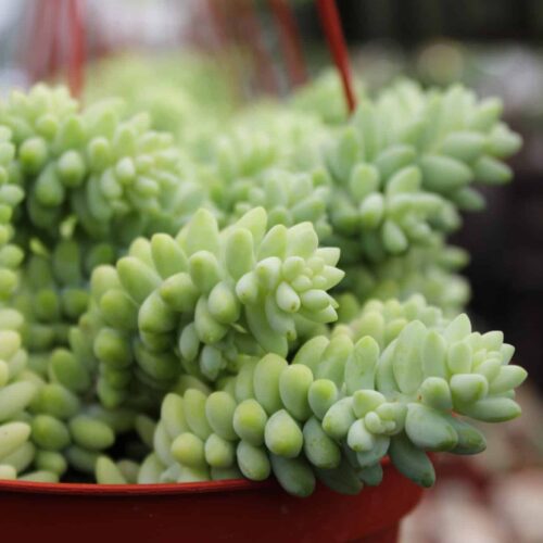 Burro's Tail