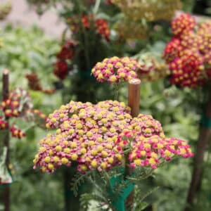 Paprika Yarrow
