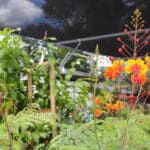 Pride of Barbados - Image 4