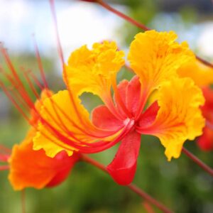 Perennials