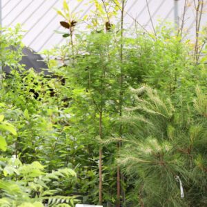 Texas Native Trees
