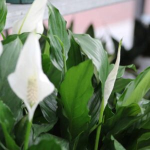 Peace Lily