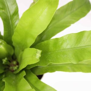 Bird's Nest Fern