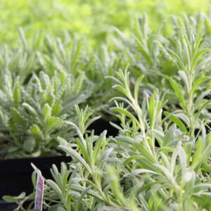 Herbs